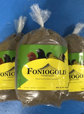 Fonigold kg.1 - 1
