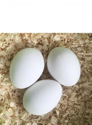 Uova in plastica di galline