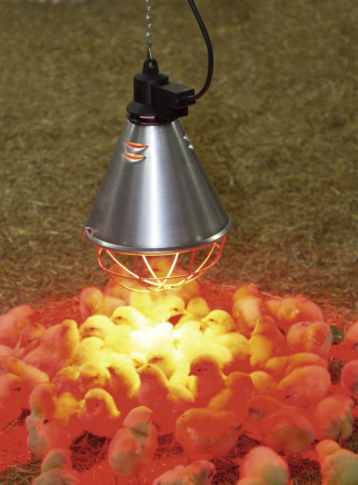 Philips infrared lamp 150 watt - 5