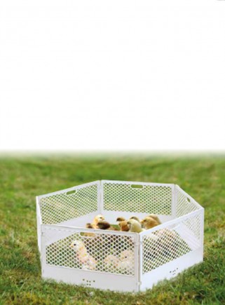 Enclosure for chicks, puppies, small animals