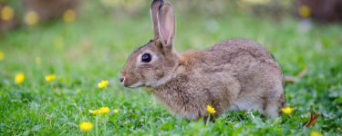 Erbe velenose per i conigli
