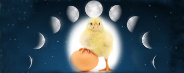 Calendario lunare avicolo 2021 per l'incubazione delle uova (autore: Andrea Mangoni e fonte www.novital.it) 