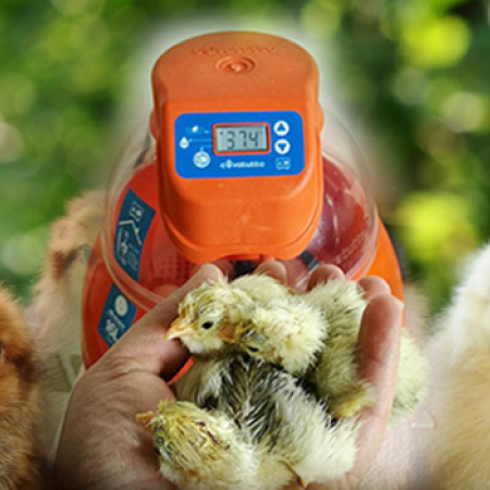 Incubare uova di gallina e altri avicoli con l’incubatrice Novital Covatutto 16L Digitale